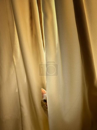 Téléchargez les photos : Chat derrière le rideau, matin dans la chambre - en image libre de droit