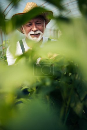 Téléchargez les photos : Homme âgé heureux et souriant travaillant dans une serre. - en image libre de droit