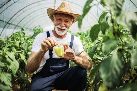 Foto de Hombre mayor feliz y sonriente trabajando en invernadero. - Imagen libre de derechos