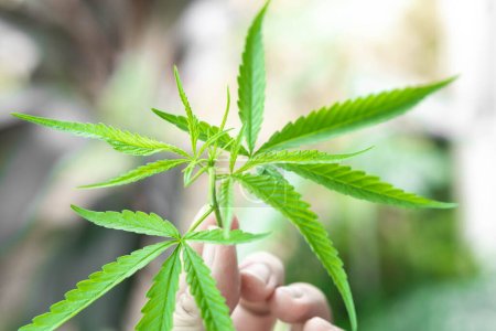 Nahaufnahme Frau hält junge Cannabis- oder Marihuanablätterpflanze im Garten, Gesundheitsfürsorge und medizinisches Konzept