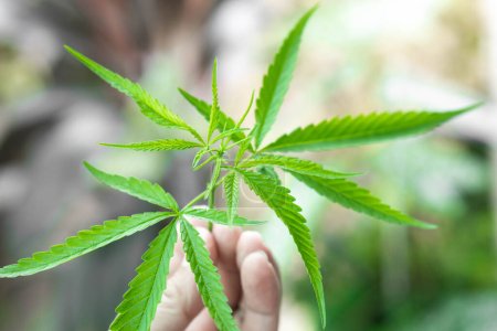 Téléchargez les photos : Gros plan femme main tenant de jeunes plants de cannabis ou de feuilles de marijuana dans le jardin, soins de santé et concept médical - en image libre de droit