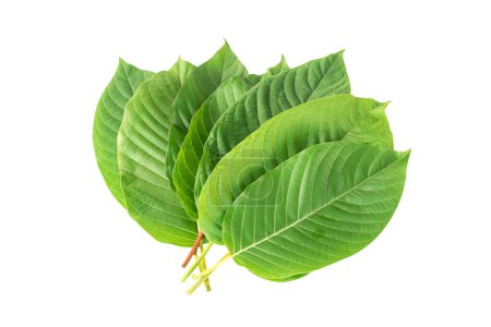 Photo for Green Mitragyna speciosa Korth Leaves (Kratom) isolated on white background, Health Care and Midical Concept - Royalty Free Image