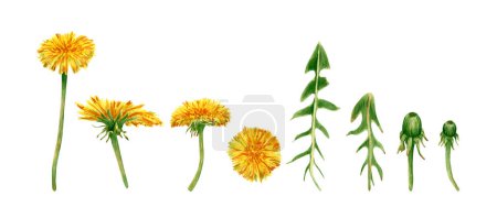 Kolekcja akwarelowych mniszek. Ilustracja botaniczna z żółtymi kwiatami mniszka lekarskiego, zielonymi liśćmi, pączek do projektowania nadruków tekstylnych, decorationg, scrapbooking