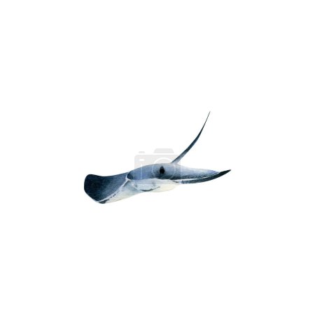 Stachelrochenillustration. Handgezeichnete Aquarell-Illustration mit Stachelrochen für Postergestaltung, Souvenirs