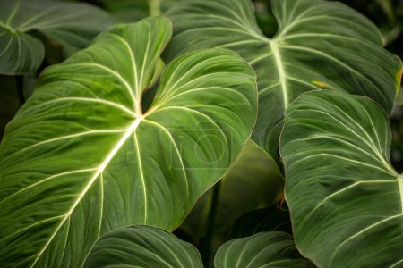Foto de Tropical philodendron melanochrysum green plant. Fotografía de naturaleza viva. - Imagen libre de derechos