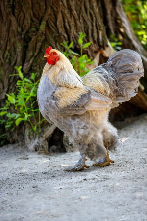 Photo for Full body of yellow-grey rooster brahma chicken on the farm - Royalty Free Image