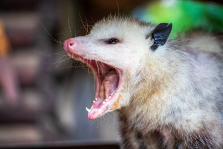 Photo for Portrait of yawning adult Virginia opossum - Royalty Free Image