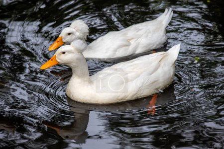 Foto de Dos natación doméstica cresta blanca raza de pato en la granja - Imagen libre de derechos