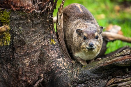 Photo for View of Yellow-spotted rock hyrax bush hyrax, Heterohyrax brucei - Royalty Free Image