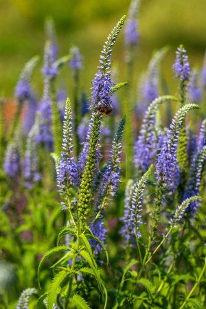 Photo for Flowering Veronica longifolia, garden speedwell or longleaf speedwell on the summer meadow - Royalty Free Image