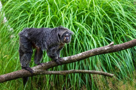 Téléchargez les photos : Saki à face blanche (Pithecia pithecia) femelle, saki guyanais, le singe saki au visage doré sur l'arbre - en image libre de droit