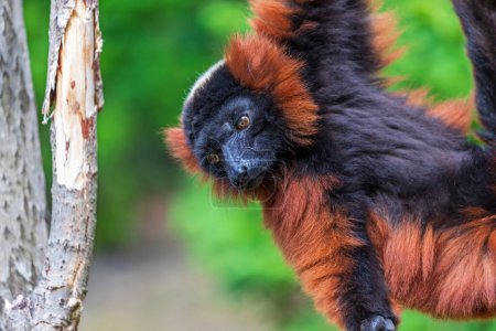 Photo for Red ruffed lemur, Varecia rubra, hanging on the tree - Royalty Free Image