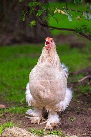 Photo for Full body of cackled grey hen brahma chicken on the farm - Royalty Free Image