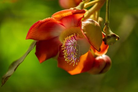 Photo for Flowering cannonball tree, couroupita guianensis, in the summertime - Royalty Free Image