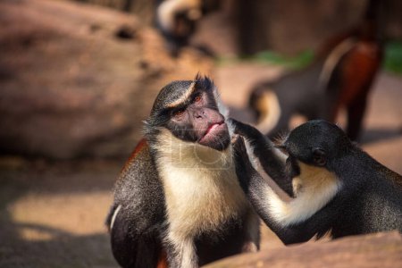 Photo for Two adult Diana monkeys, Cercopithecus diana - Royalty Free Image