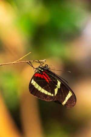 Téléchargez les photos : Profil de heliconius erato, red postman passion flower butterfly - en image libre de droit