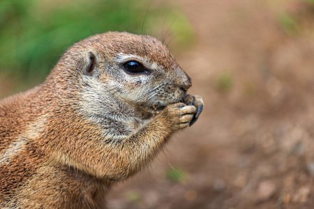Téléchargez les photos : Portrait d'écureuil terrestre du Cap, écureuil terrestre sud-africain, Geosciurus inauris - en image libre de droit