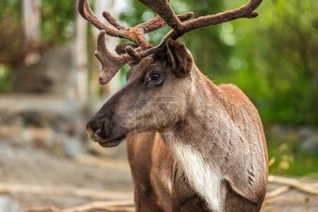 Portrait du caribou des bois boréal, Rangifer tarandus caribou, caribou des bois de l'Est, caribou des forêts boréales