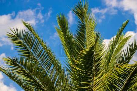 Photo for Phoenix canariensis, the Canary Island date palm or pineapple palm on the blue sky background - Royalty Free Image