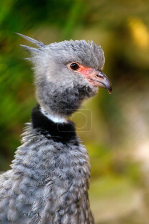 Téléchargez les photos : Profil portrait de Southern screamer, Chauna torquata wildbird - en image libre de droit