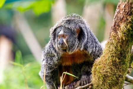 Téléchargez les photos : Saki à face blanche (Pithecia pithecia) femelle, saki guyanais, le singe saki au visage doré sur l'arbre - en image libre de droit