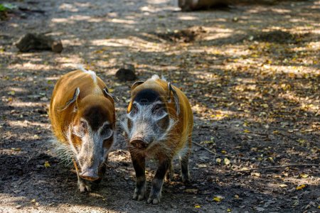 Téléchargez les photos : Couple de porcs rouges adultes, Potamochoerus porcus bushpig - en image libre de droit