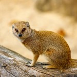 View of adult yellow mongoose, Cynictis penicillata, red meerkat sitting on the tree branch