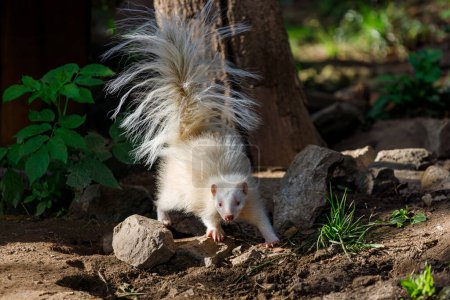 Photo for Albino skunk, Mephitidae, stink badger on a walk - Royalty Free Image