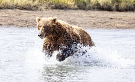 Photo for Alaska Lake Clark National Park and Homer Bear Viewing - Brown Bears and Eagles - Royalty Free Image