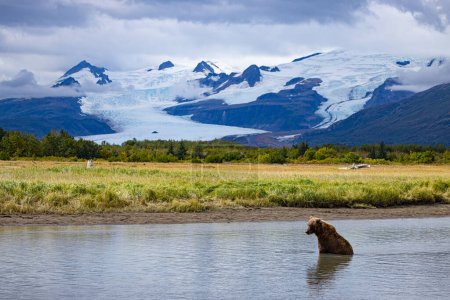 Téléchargez les photos : Alaska Lac Clark National Park et Homer Bear Viewing - ours bruns et aigles - en image libre de droit