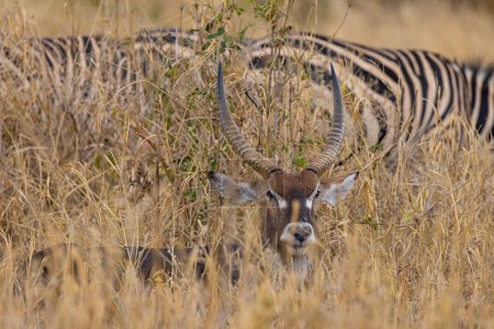 Foto de Leones Cebras Guepardo Leopardos Cebra Jirafa Wildebeast y otros Animales Africanos del Serengeti - Imagen libre de derechos