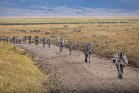 Téléchargez les photos : Lions Zèbres Guépard Léopards Zèbres Girafe Bête sauvage et autres Animaux africains du Serengeti - en image libre de droit