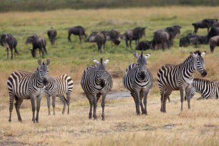 Löwen Zebras Geparden Leoparden Zebra Giraffen Gnus und andere afrikanische Tiere der Serengeti