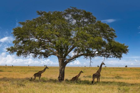 Téléchargez les photos : Lions Zèbres Guépard Léopards Zèbre Girafe Bête sauvage et autres Animaux africains du Serenget - en image libre de droit