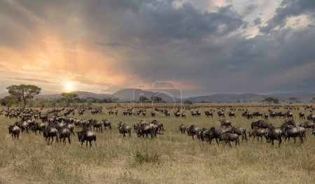 Lions Zèbres Guépard Léopards Zèbres Girafe Bête sauvage et autres Animaux africains du Serengeti