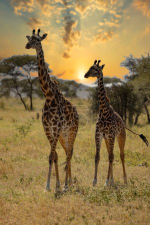 Löwen Zebras Geparden Leoparden Zebra Giraffen Gnus und andere afrikanische Tiere der Serengeti