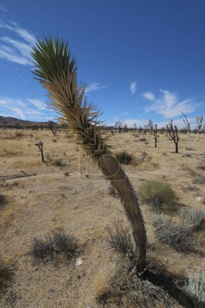 Photo for Mojave Desert, Mojave National Preserve. Desert, Sand Dunes, California - Royalty Free Image