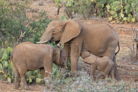 Foto de Familia de elefantes lactantes, Reserva Privada Loisaba Elewana, Kenia - Imagen libre de derechos