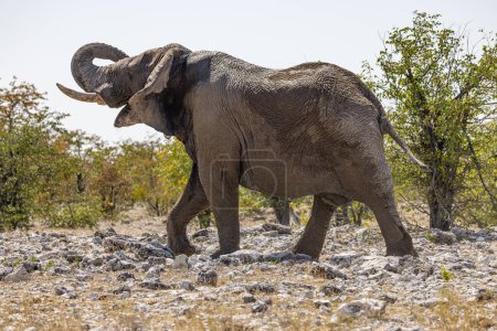 Foto de Elefante - Parque Nacional Etosha - Imagen libre de derechos