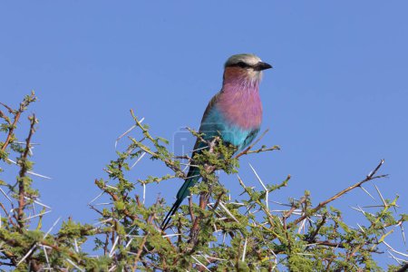 Téléchargez les photos : Rouleau à Seins Lilas - Parc National d'Etosha, Namibie - en image libre de droit