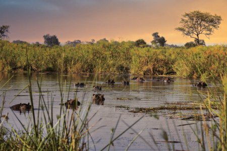 Foto de Safari del Delta del Okavango, Campamento Okavago - Imagen libre de derechos