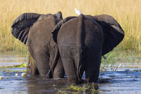 Foto de Parque Nacional Chobe Botswana - Imagen libre de derechos
