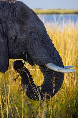 Foto de Parque Nacional Chobe Botswana - Imagen libre de derechos