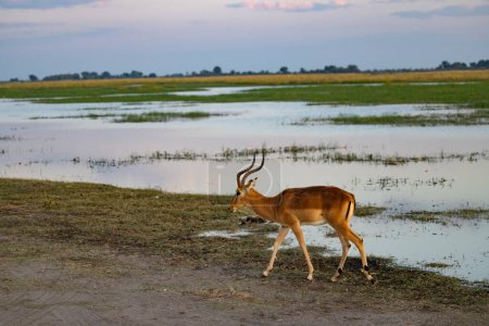 Foto de Parque Nacional Chobe Botswan - Imagen libre de derechos