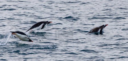 Fort Point Letzte Landung in der Antarktis mit Pinguinen, Robben