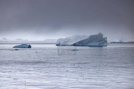 The Gullet with Ice Sheets and Crabeater Seals