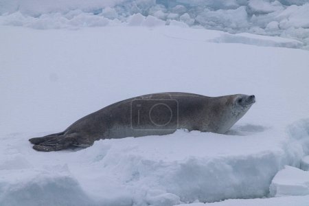 Photo for The Gullet with Ice Sheets and Crabeater Seals - Royalty Free Image