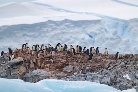 Port Charcot, Hovgaard Island, and Fish Islands - Antartica - Named by Graham Land Expedition