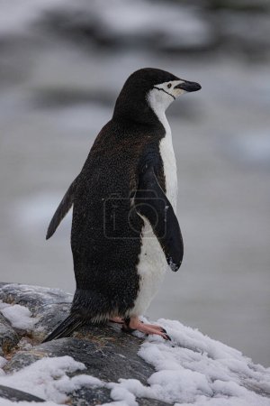 Apunte a las Islas Yalour para ver Chinstrap, Gentoo y Adelie Penguins