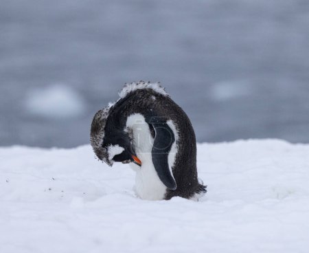 Point to Yalour Islands to see Chinstrap, Gentoo and Adelie Penguins
